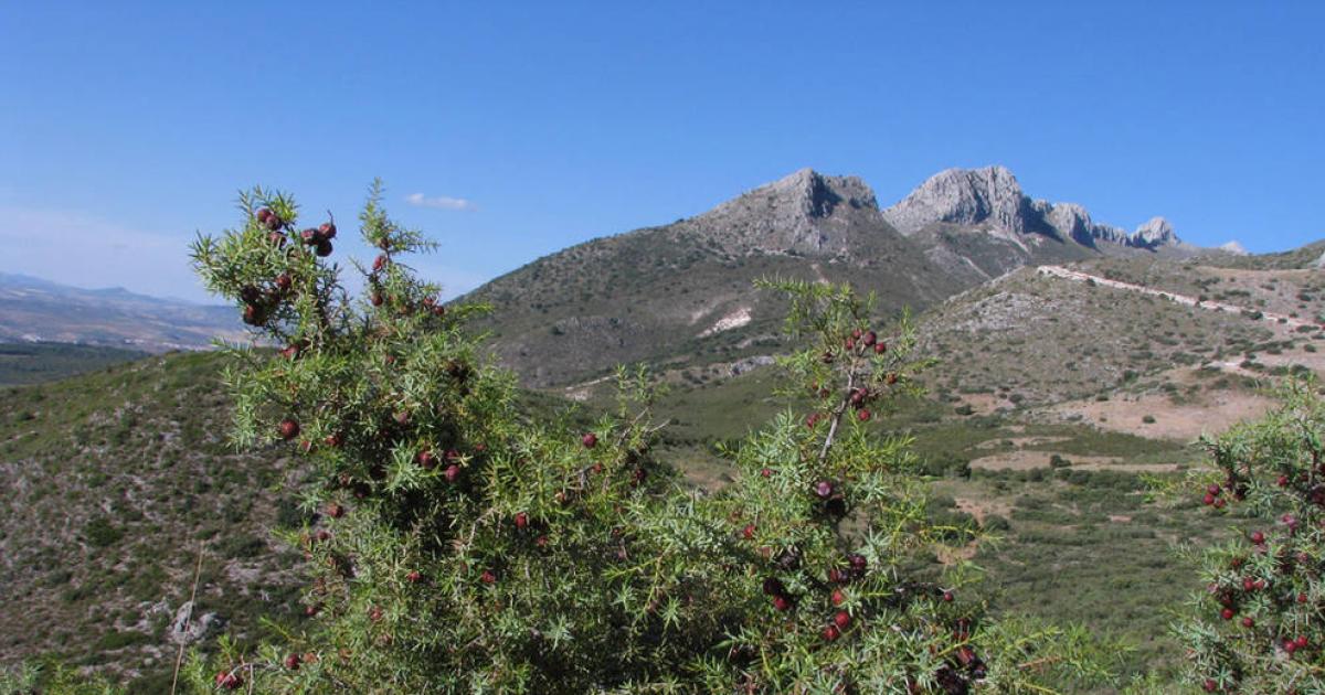 Descubren en Granada una de las necrópolis más longevas de Europa