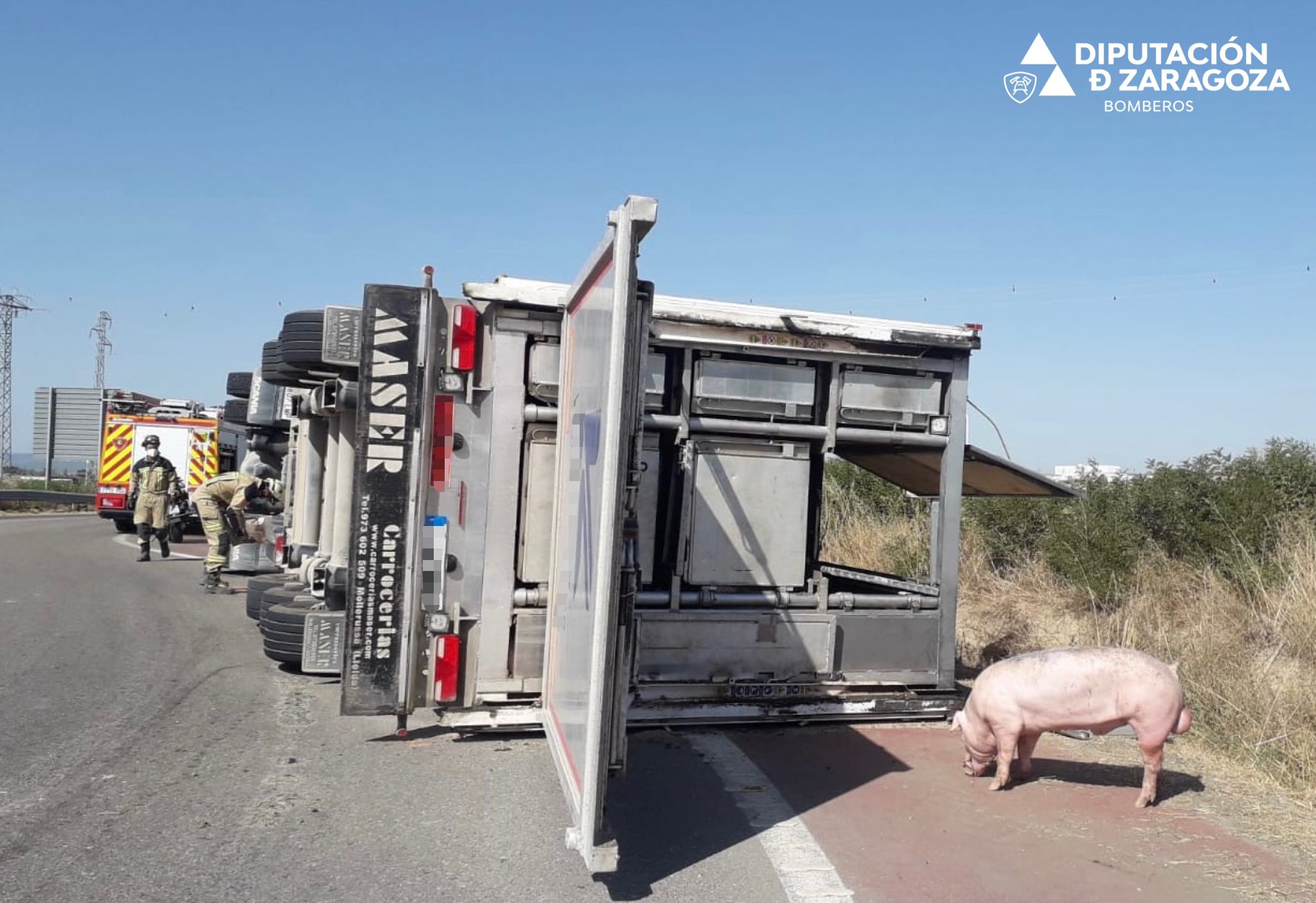 Un tráiler cargado con 200 cerdos vuelca en Ejea de los Caballeros