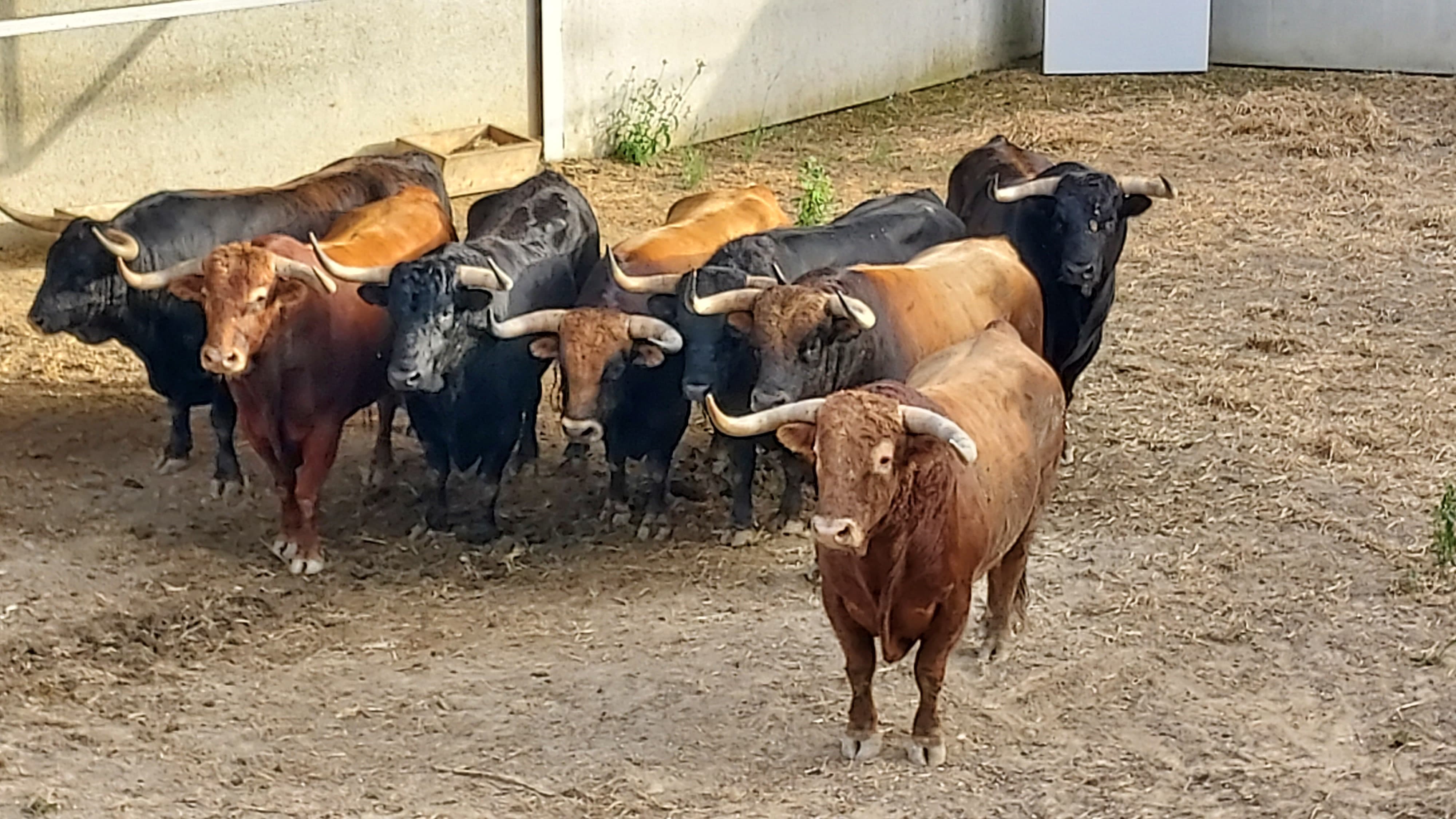 San Fermín 2024 Los toros de Domingo Hernández se suman a las cuatro