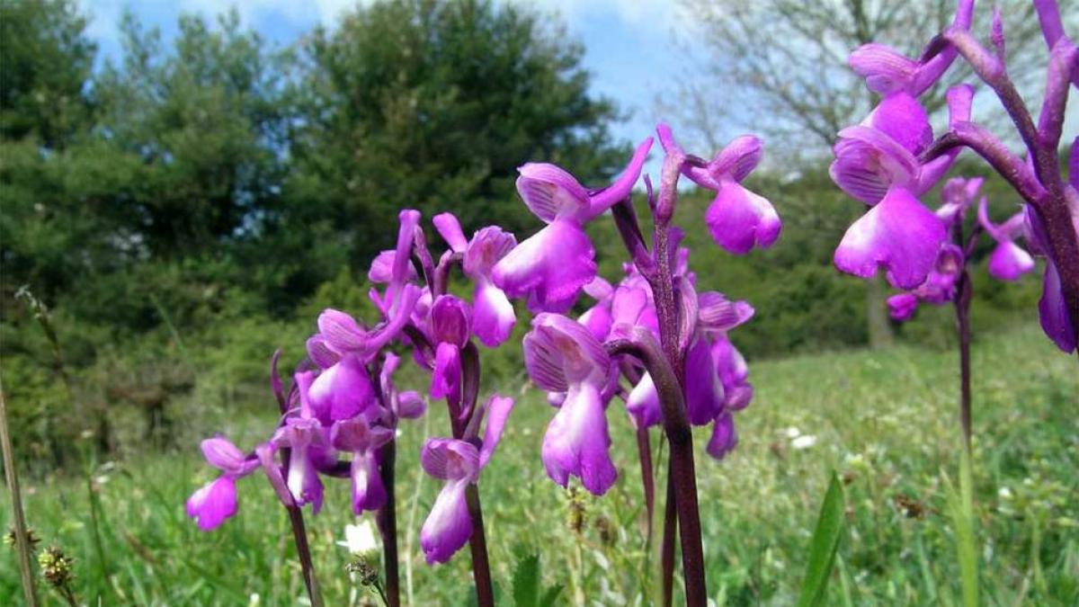 En Navarra existen el 75% de las especies de orquídea de España