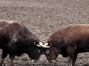 “Algún día veremos toros navarros en San Fermín”