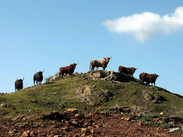 Los  toros que no vendrán este año