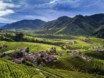 Viajar, ver, sentir. Los paisajes del vino