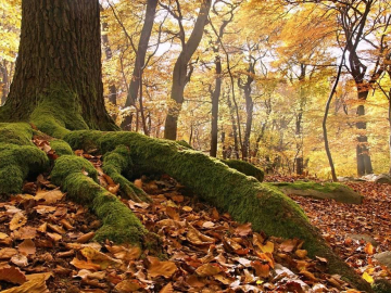 Imagen de un bosque de hayas en época otoñal