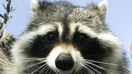 Abatidos en Alemania m&aacute;s de 67.000 mapaches