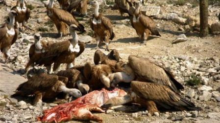 Imagen de un grupo de buitres comiendo un animal muerto. 	ARCHIVO