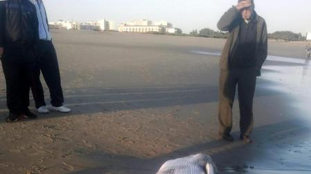 Hallado el cadáver de una cría de ballena en Huelva