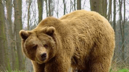 El oso pardo protagoniza dos nuevos partos en los Pirineos