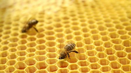 El ocaso de las abejas