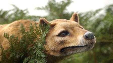El hombre, responsable de la extinci&oacute;n del tigre de Tasmania