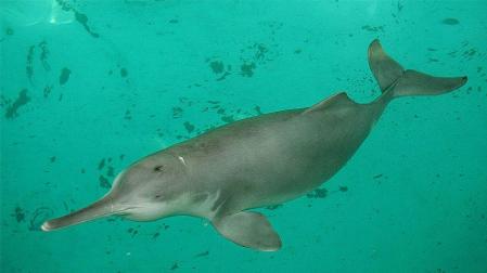 Los delfines de agua dulce del r&iacute;o chino Yangts&eacute;, en peligro