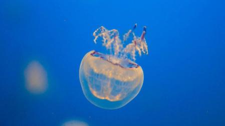 Y de segundo, medusas