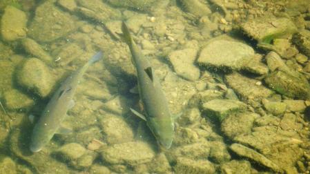 Conferencia sobre los peces de los r&iacute;os de Pamplona, este mi&eacute;rcoles