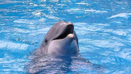 Los delfines, los animales con la memoria m&aacute;s larga