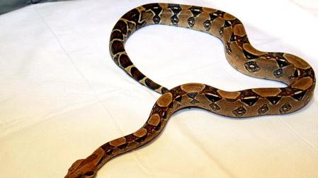 Buscan una boa en un pantano de Ciudad Real