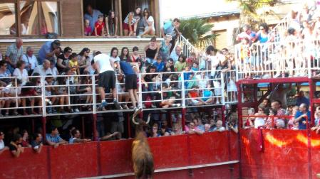 Emoción y mucho riesgo en la suelta de vacas de Arriazu en Murchante