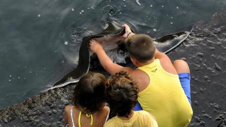 Un pez raya que come de la mano de los pescadores