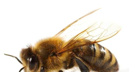 Se busca localización para un museo de abejas