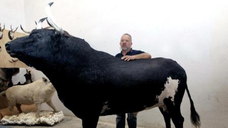 El toro Ratón, disecado con gesto desafiante
