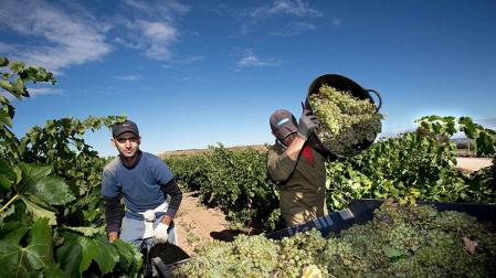 La DOCa Rioja inicia la vendimia con uva sana y expectativas de calidad