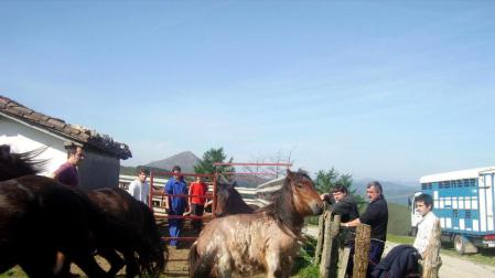 2.600 animales acceden este año a los pastizales de Baztan