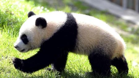 Xing Bao, la cuarta cría de oso panda gigante nacida en el Zoo Aquarium de Madrid, junto a su madre Hua Zui Ba durante su primera salida a la pradera, su nueva zona de juego.