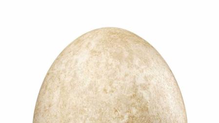 Pagan casi 150.000 euros por un huevo de ave elefante