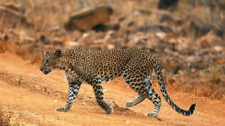 Ataques del leopardo 'come hombres' atemorizan a la India