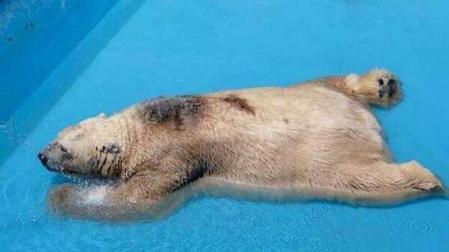 Firmas para rescatar a Arturo, el animal más triste del mundo