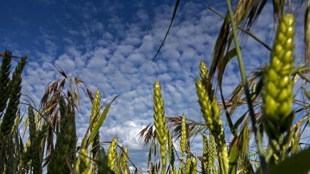 La cosecha de cereal en Navarra ser&aacute; similar a la &ldquo;excepcional&rdquo; de 2013