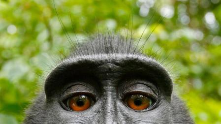 Pol&eacute;mica por los derechos del 'selfie' de un macaco negro