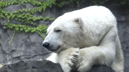 Muere el oso polar del zoo de Central Park