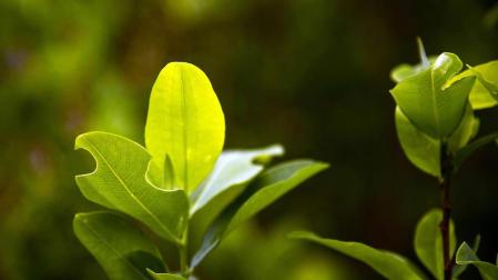 Proponen una tasa a la producci&oacute;n de hoja de coca en Bolivia