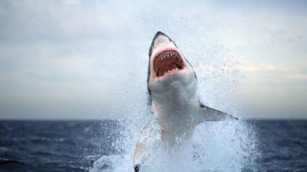 Cierran tres playas en California por un gran tiburón blanco
