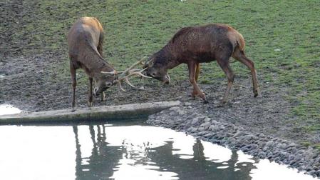 Ciervos en el parque de la Taconera de Pamplona.