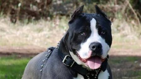 Pitbull Terrier