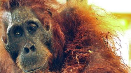Muere un orangután hembra con más de cuarenta perdigones
