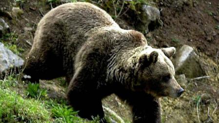 El oso pardo cantábrico reduce su aislamiento genético