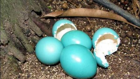 Descifran el misterio del brillo  de los huevos de tinamú