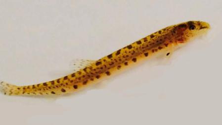 Encuentran en San Adrián un pez catalogado en peligro de extinción
