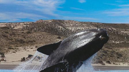 Investigan la muerte de cr&iacute;as de ballena franca en Argentina