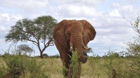 Un elefante del Parque Nacional de Tsavo, una de las reservas naturales de Kenia en las que existen más problemas de convivencia entre animales y humanos.