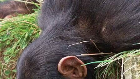 Una especie de chimpancé africano, cerca de la extinción