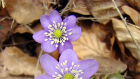 Las propiedades de las plantas medicinales, en Civivox Mendillorri