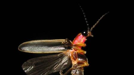 El apasionante mundo del sexo en el reino animal