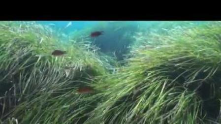 La posidonia vive amenazada