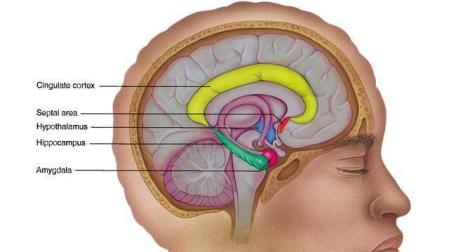 Nuevas pistas sobre cómo se fijan los recuerdos