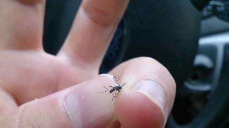 Controles en carretera en busca del mosquito tigre