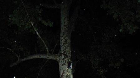 El viernes se celebrará un nuevo paseo nocturno para ver murciélagos