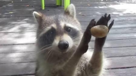 El mapache que llama a la puerta para pedir comida